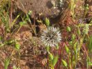PICTURES/Wildflowers - Desert in Bloom/t_Dandilion1.JPG